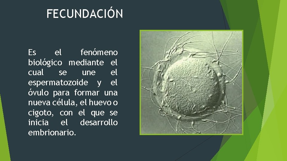 FECUNDACIÓN Es el fenómeno biológico mediante el cual se une el espermatozoide y el