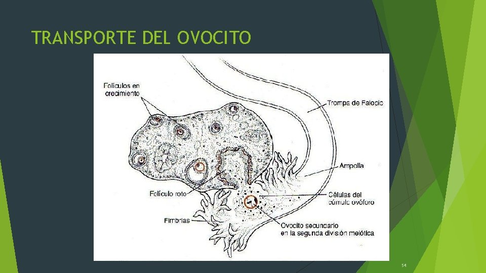 TRANSPORTE DEL OVOCITO 54 