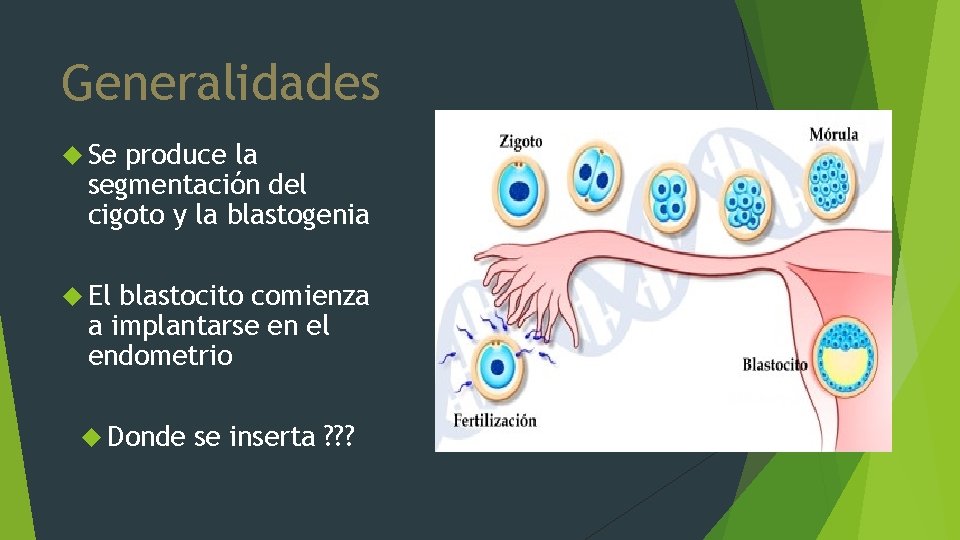 Generalidades Se produce la segmentación del cigoto y la blastogenia El blastocito comienza a