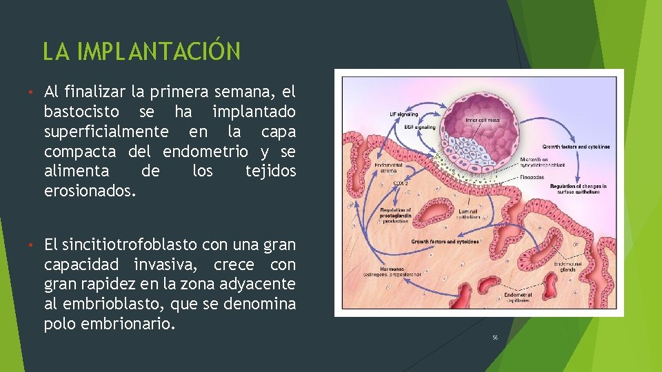 LA IMPLANTACIÓN • Al finalizar la primera semana, el bastocisto se ha implantado superficialmente
