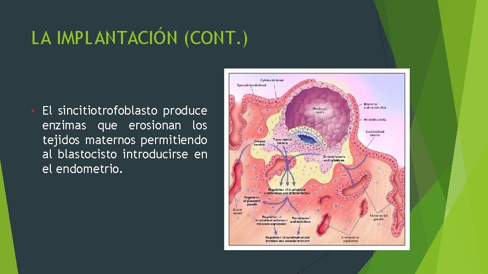 LA IMPLANTACIÓN (CONT. ) • El sincitiotrofoblasto produce enzimas que erosionan los tejidos maternos