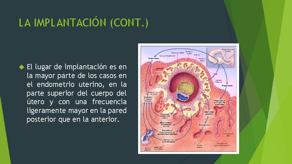 LA IMPLANTACIÓN (CONT. ) El lugar de implantación es en la mayor parte de