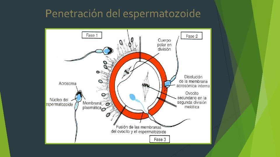 Penetración del espermatozoide 