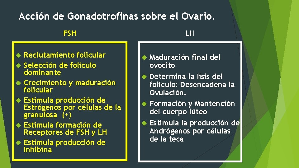 Acción de Gonadotrofinas sobre el Ovario. FSH Reclutamiento folicular Selección de folículo dominante Crecimiento