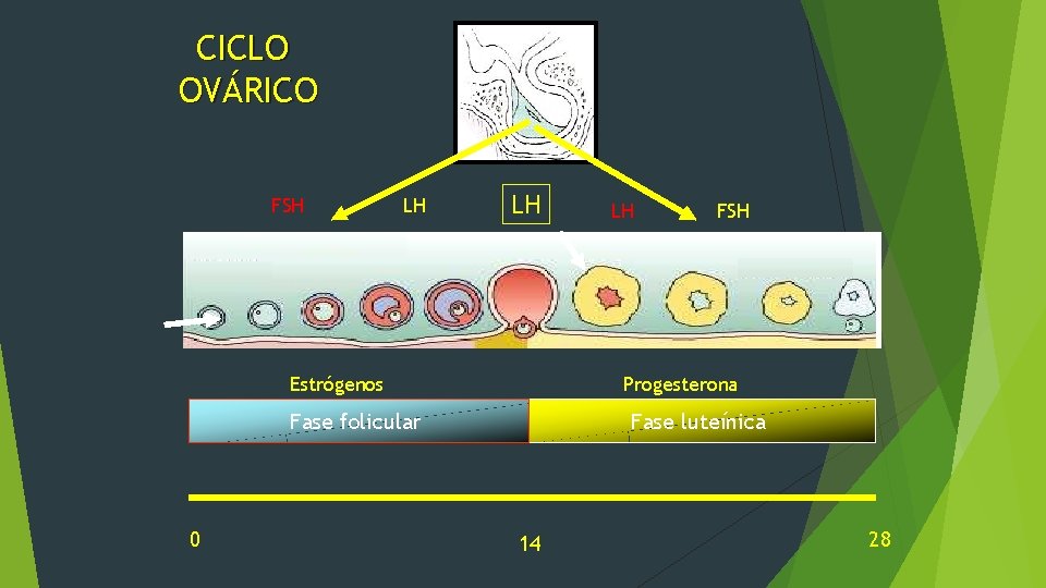 CICLO OVÁRICO FSH LH LH Estrógenos FSH Progesterona Fase folicular 0 LH Fase luteínica