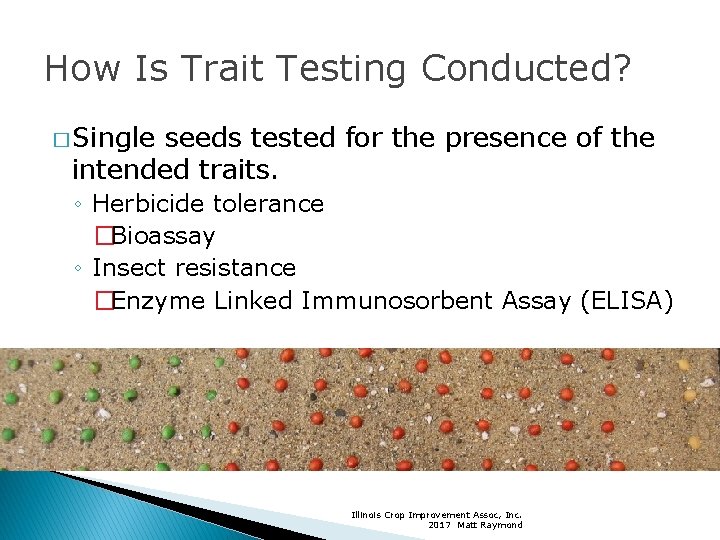 How Is Trait Testing Conducted? � Single seeds tested for the presence of the