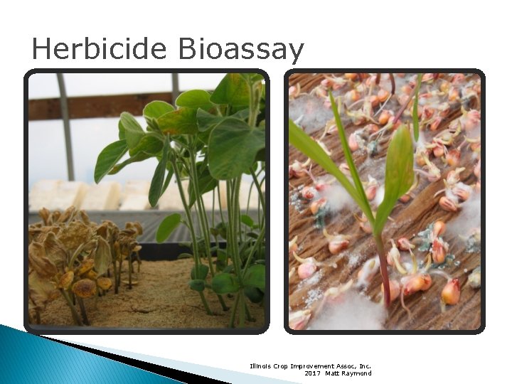 Herbicide Bioassay Illinois Crop Improvement Assoc, Inc. 2017 Matt Raymond 