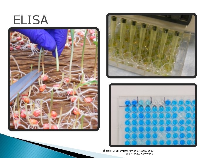 ELISA Illinois Crop Improvement Assoc, Inc. 2017 Matt Raymond 