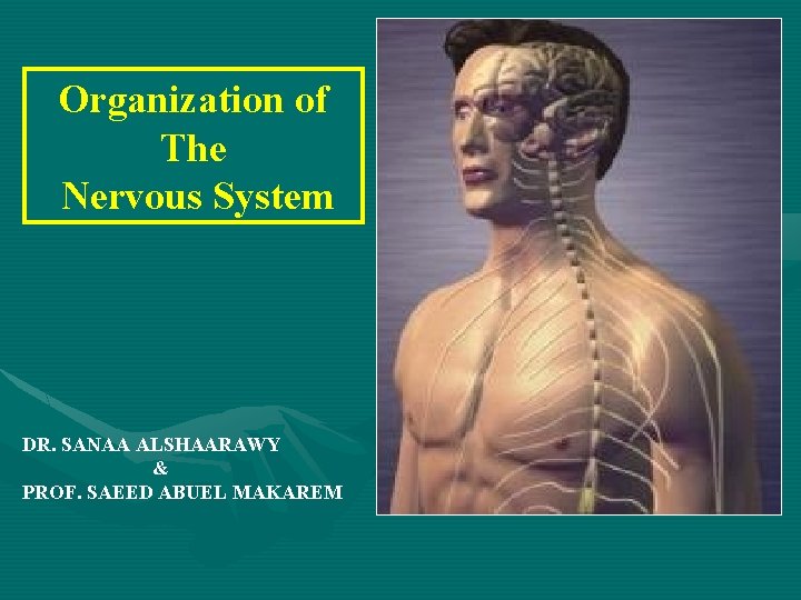 Organization of The Nervous System DR. SANAA ALSHAARAWY & PROF. SAEED ABUEL MAKAREM 