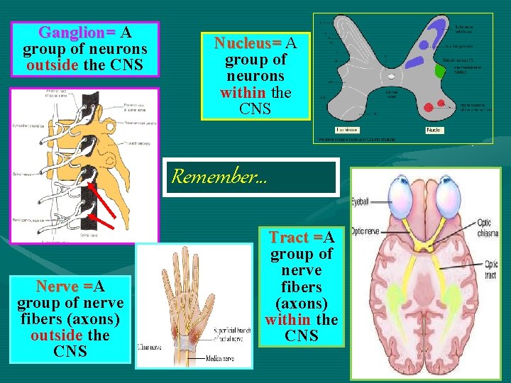 Ganglion= A group of neurons outside the CNS Nucleus= A group of neurons within