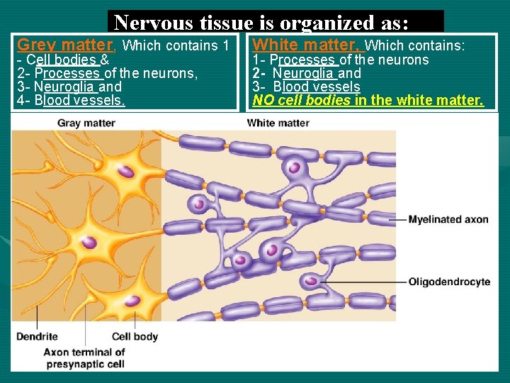 Nervous tissue is organized as: Grey matter, matter Which contains 1 - Cell bodies