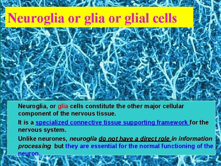 Neuroglia or glial cells • Neuroglia, or glia cells constitute the other major cellular