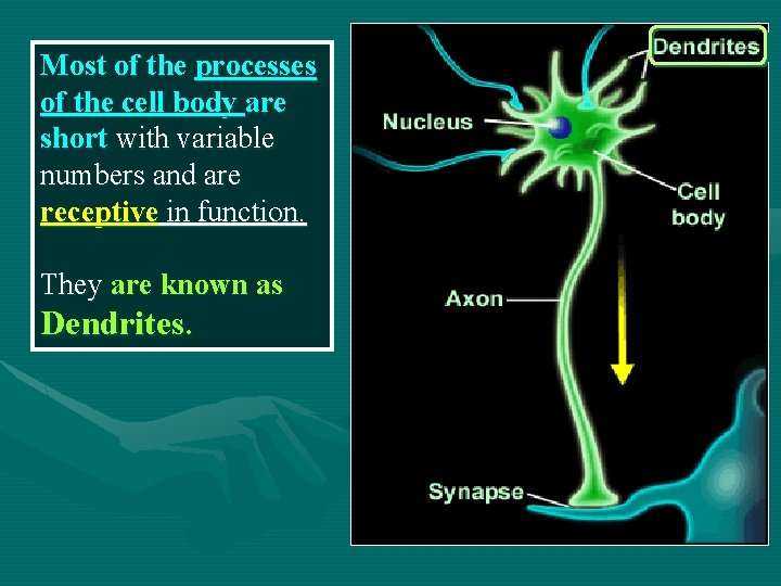 Most of the processes of the cell body are short with variable numbers and