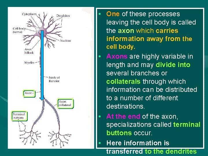  • One of these processes leaving the cell body is called the axon
