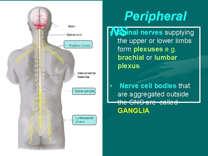 Peripheral • Spinal nerves supplying NS the upper or lower limbs form plexuses e.