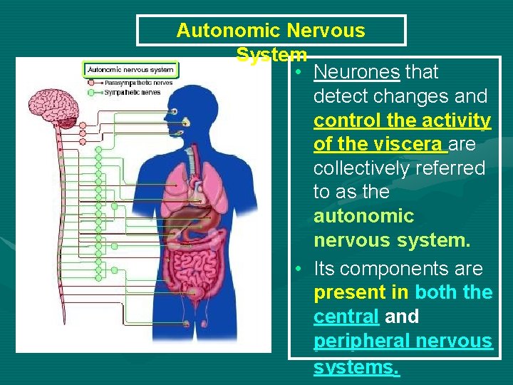 Autonomic Nervous System • Neurones that detect changes and control the activity of the