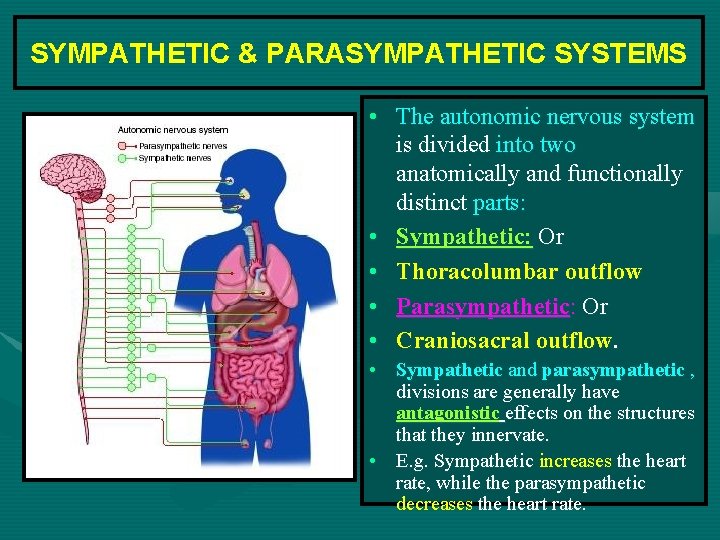 SYMPATHETIC & PARASYMPATHETIC SYSTEMS • The autonomic nervous system is divided into two anatomically