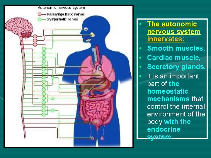  • The autonomic nervous system innervates: • Smooth muscles, • Cardiac muscle, •