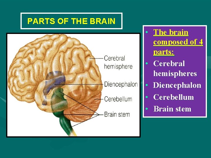 PARTS OF THE BRAIN • The brain composed of 4 parts: • Cerebral hemispheres