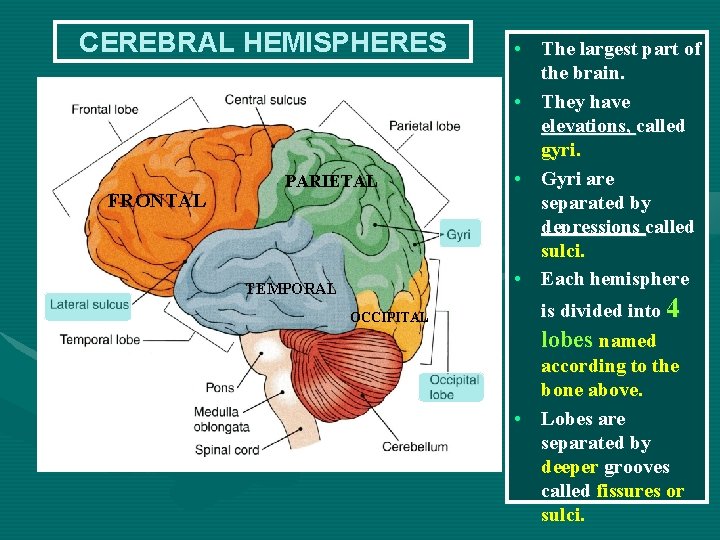 CEREBRAL HEMISPHERES FRONTAL PARIETAL TEMPORAL OCCIPITAL • The largest part of the brain. •