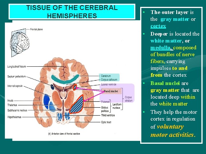 TISSUE OF THE CEREBRAL HEMISPHERES Basal nuclei • The outer layer is the gray