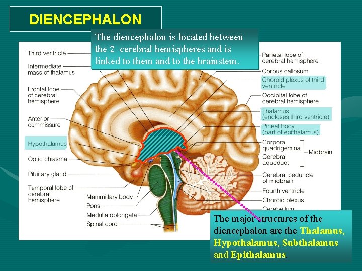 DIENCEPHALON The diencephalon is located between the 2 cerebral hemispheres and is linked to