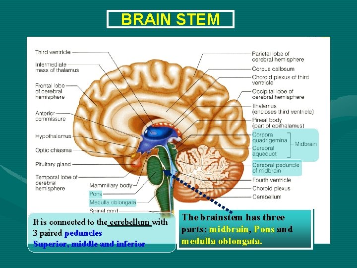 BRAIN STEM It is connected to the cerebellum with 3 paired peduncles Superior, middle