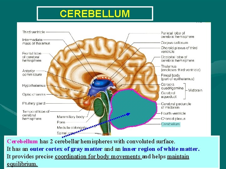 CEREBELLUM Cerebellum has 2 cerebellar hemispheres with convoluted surface. It has an outer cortex