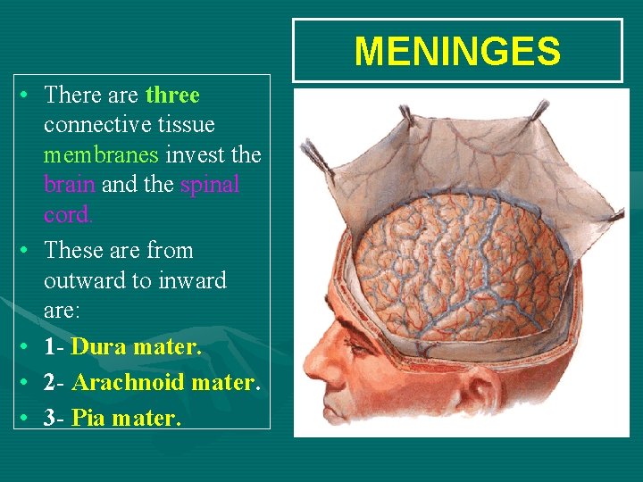 MENINGES • There are three connective tissue membranes invest the brain and the spinal