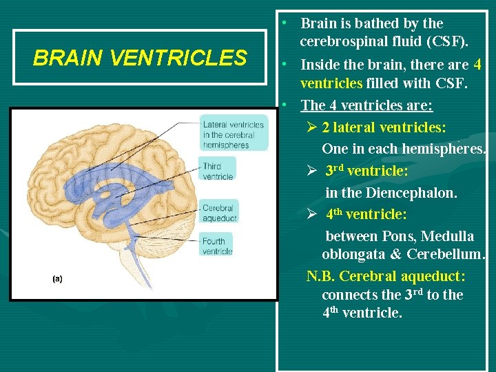 BRAIN VENTRICLES • Brain is bathed by the cerebrospinal fluid (CSF). • Inside the