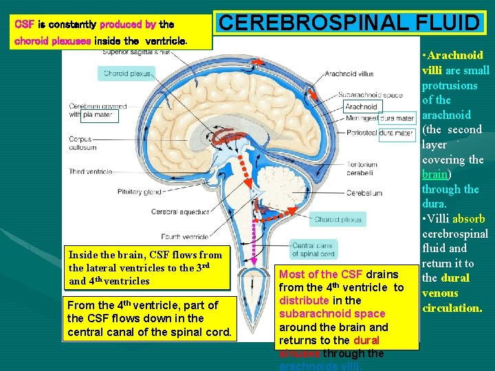 CSF is constantly produced by the choroid plexuses inside the ventricle. CEREBROSPINAL FLUID Inside