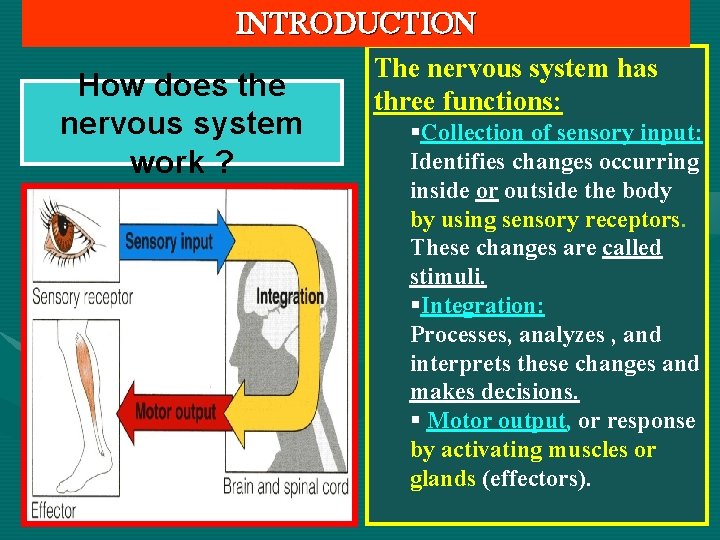 INTRODUCTION How does the nervous system work ? The nervous system has three functions: