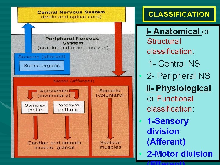 CLASSIFICATION I- Anatomical or Structural classification: 1 - Central NS • 2 - Peripheral
