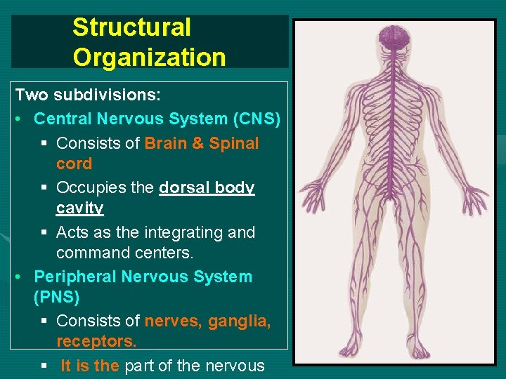 Structural Organization Two subdivisions: • Central Nervous System (CNS) § Consists of Brain &