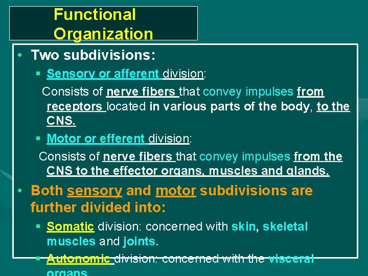 Functional Organization • Two subdivisions: § Sensory or afferent division: Consists of nerve fibers