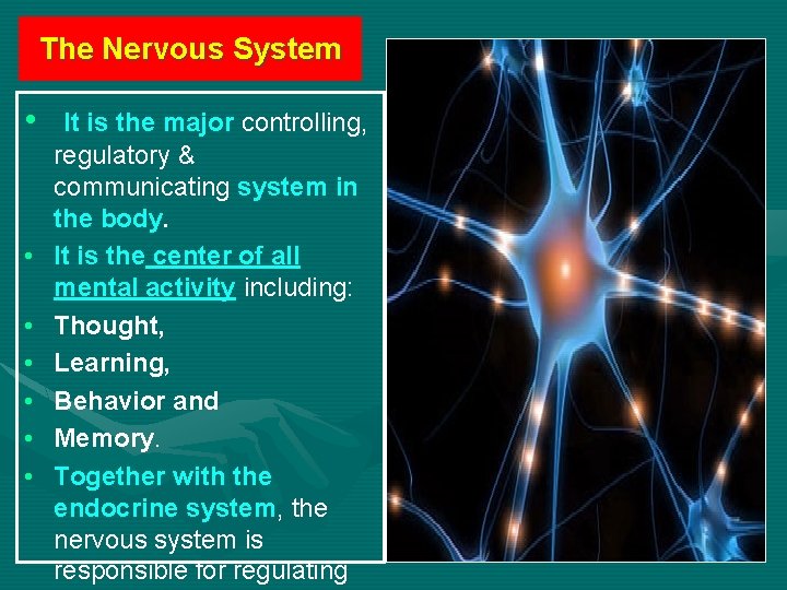 The Nervous System • • It is the major controlling, regulatory & communicating system