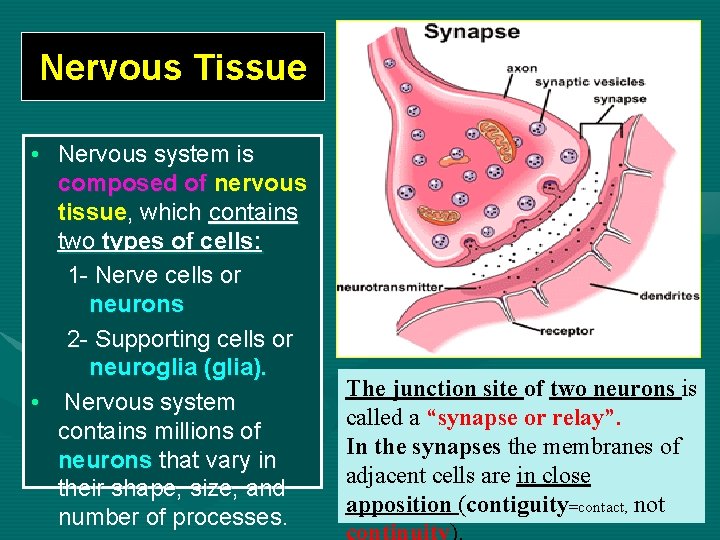 Nervous Tissue • Nervous system is composed of nervous tissue, which contains two types