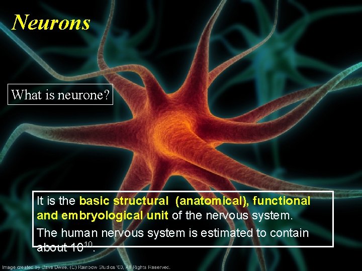 Neurons What is neurone? It is the basic structural (anatomical), functional and embryological unit