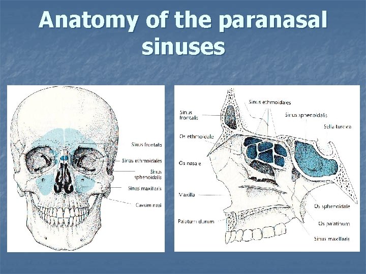 Anatomy of the paranasal sinuses 