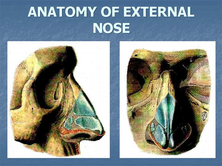 ANATOMY OF EXTERNAL NOSE 