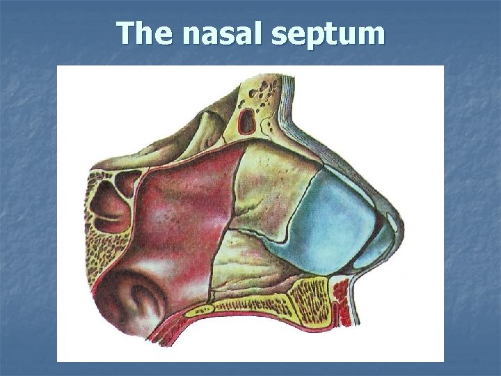 The nasal septum 