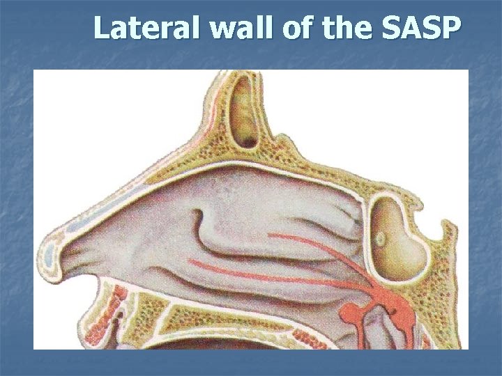 Lateral wall of the SASP 