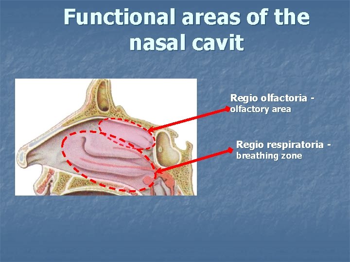 Functional areas of the nasal cavit Regio olfactoria olfactory area Regio respiratoria breathing zone