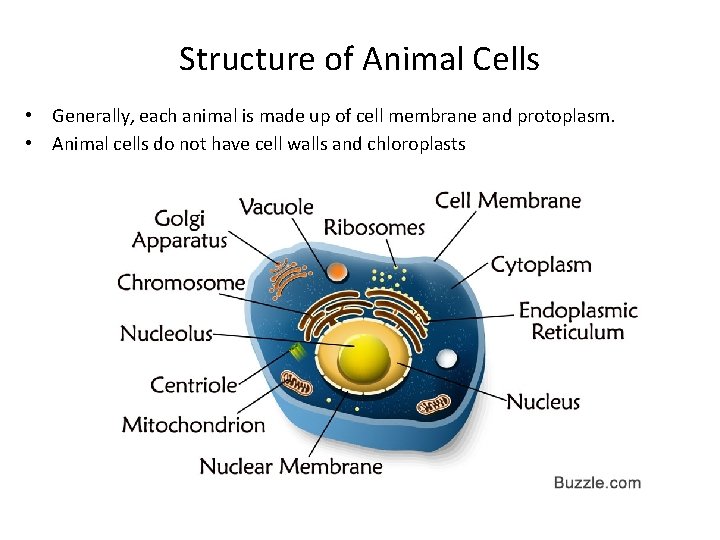 Structure of Animal Cells • Generally, each animal is made up of cell membrane