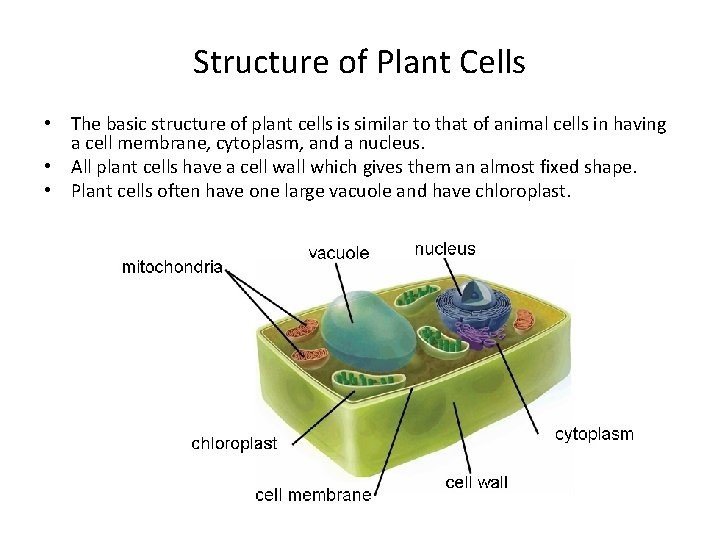 Structure of Plant Cells • The basic structure of plant cells is similar to