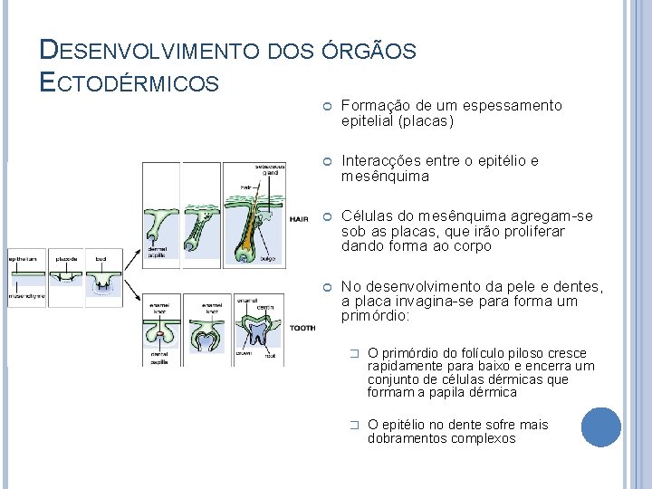 DESENVOLVIMENTO DOS ÓRGÃOS ECTODÉRMICOS Formação de um espessamento epitelial (placas) Interacções entre o epitélio