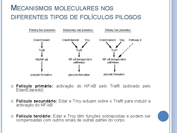 MECANISMOS MOLECULARES NOS DIFERENTES TIPOS DE FOLÍCULOS PILOSOS Folículo primário: activação do NF-k. B