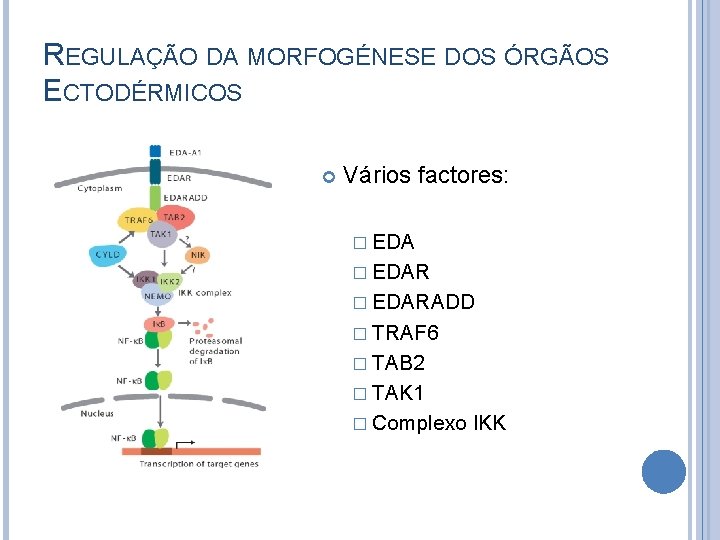 REGULAÇÃO DA MORFOGÉNESE DOS ÓRGÃOS ECTODÉRMICOS Vários factores: � EDARADD � TRAF 6 �