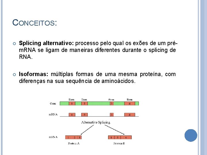 CONCEITOS: Splicing alternativo: processo pelo qual os exões de um prém. RNA se ligam