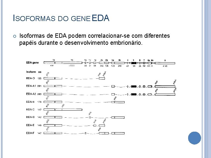 ISOFORMAS DO GENE EDA Isoformas de EDA podem correlacionar-se com diferentes papéis durante o